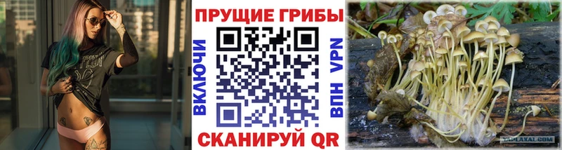 Галлюциногенные грибы MAGIC MUSHROOMS  где можно купить наркотик  Павловский Посад 